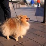 1630058526 676 Pomeranian