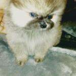 1630058526 710 Pomeranian