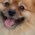 1630058526 851 Pomeranian