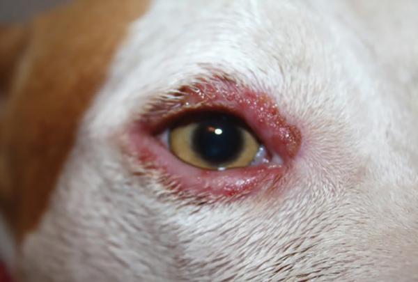 Silmätulehdus koirilla - syyt ja hoito - bakteeri -blefariitti Silmäinfektio koirilla
