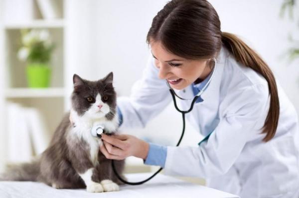 Keuhkojen hypertensio kissoilla - oireet, syyt ja hoito - Onko mahdollista estää keuhkojen hypertensio kissoilla?