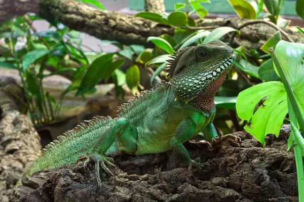 Vihreän iguaanin ruokinta - Nuori iguana
