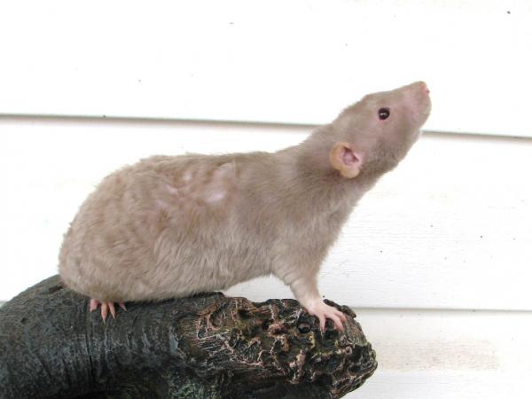 Kotirottien tyypit - Manx Rat