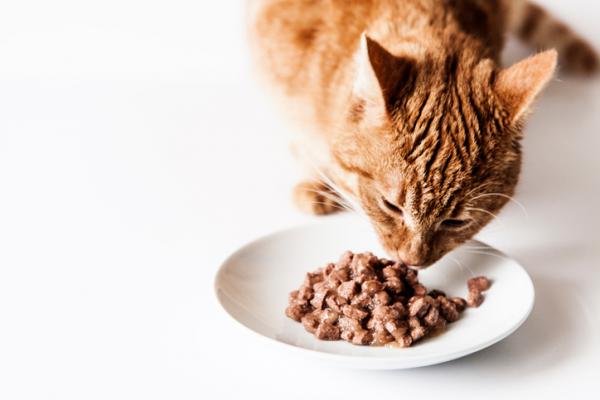 Mikä on paras ruoka kastroiduille kissoille?  - Märkäruoka steriloiduille kissoille: koostumus ja merkit