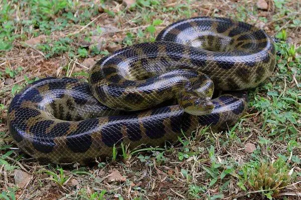 Kuinka pitkä anakonda voi mitata - Anaconda of Deschauensee (Eunectes deschauenseei)