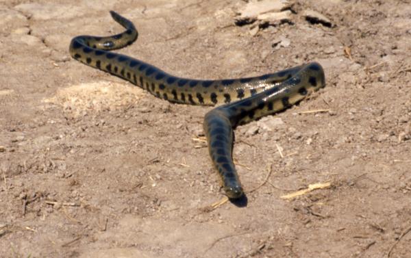 Kuinka pitkä anakonda voi mitata - Anaconda Beni (Eunectes beniensis)