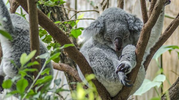 Kuinka paljon koala nukkuu?  - Kuinka monta tuntia koala nukkuu?
