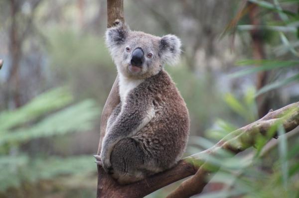 Kuinka paljon koala nukkuu?  - Koalan ominaisuudet