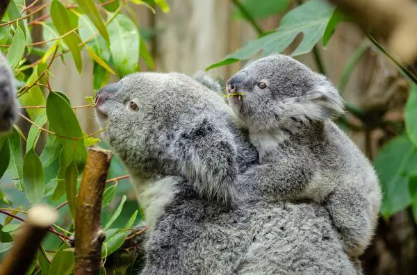 Kuinka paljon koala nukkuu?  - Uhanalainen koala?
