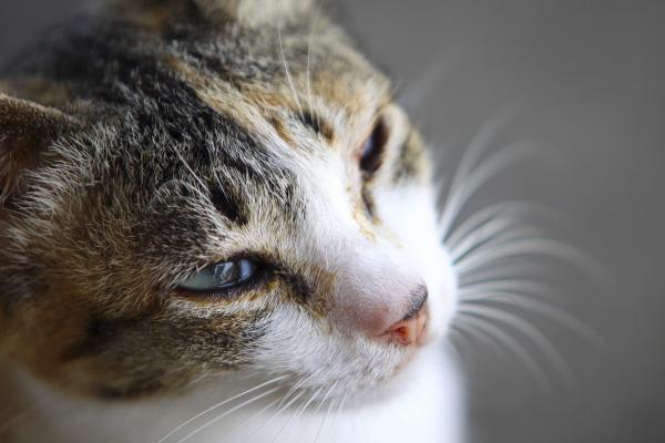 Miksi kissani silmät vuotavat?  - Allergia