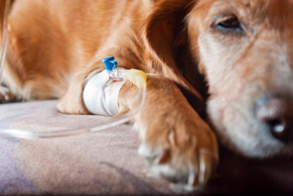 Koirien hypotermia - syyt, oireet ja hoito - Hypotermian hoito koirilla