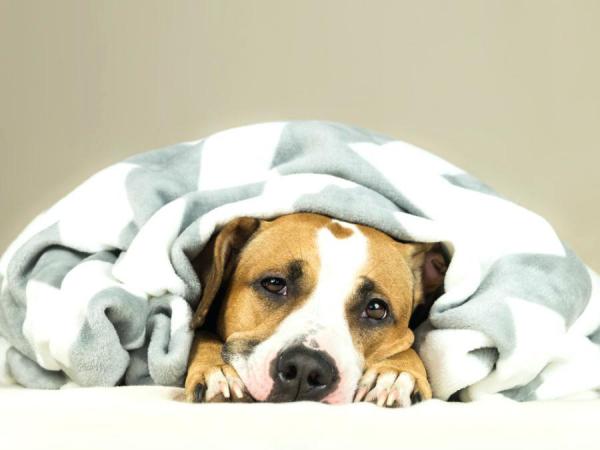Koirien hypotermia - syyt, oireet ja hoito - ensiapu koirien hypotermialle