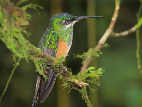 10 eläintä vaarassa kuolla sukupuuttoon Venezuelassa - 2. Korvakoru kolibri