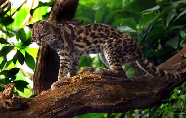 10 eläintä vaarassa kuolla sukupuuttoon Venezuelassa - 6. Tigrillo 