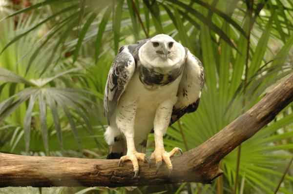 10 eläintä vaarassa kuolla sukupuuttoon Venezuelassa - 7. Harpy Eagle