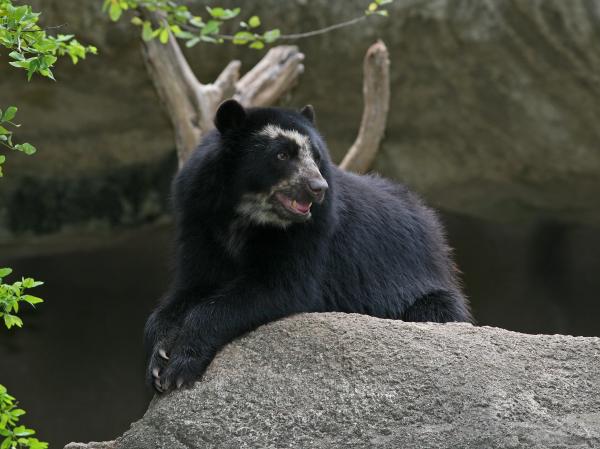 10 eläintä vaarassa kuolla sukupuuttoon Venezuelassa - 9. Andien karhu 