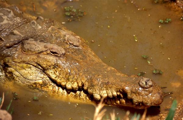 10 eläintä vaarassa kuolla sukupuuttoon Venezuelassa - 5. Orinoco Cayman