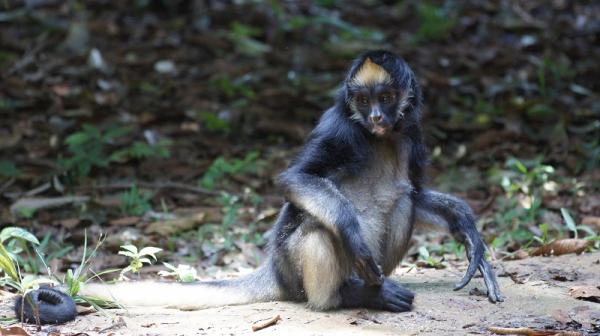 10 eläintä vaarassa kuolla sukupuuttoon Venezuelassa - 8. Hämähäkki -apina 