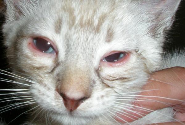 Miksi kissalla on turvonneet silmät?  - 5 syytä - Sidekalvotulehdus - Turvonneet silmät, joissa on tahroja ja tulehtunut silmäluomi