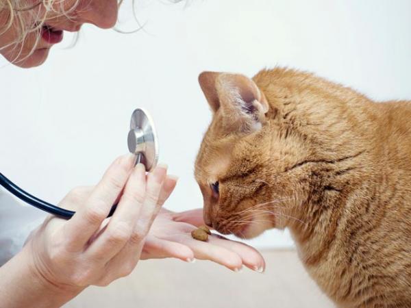 Kilpirauhasen vajaatoiminta kissoilla - Oireet ja hoito - Kilpirauhasen vajaatoiminnan hoidot kissoilla