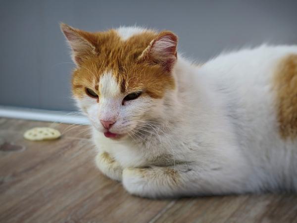 Kilpirauhasen vajaatoiminta kissoilla - Oireet ja hoito - Kilpirauhasen vajaatoiminnan oireet kissoilla
