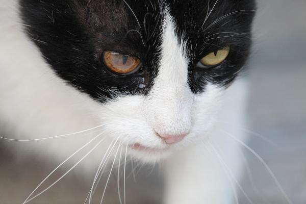 Kilpirauhasen vajaatoiminta kissoilla - Oireet ja hoito - Kissan kilpirauhasen vajaatoiminta