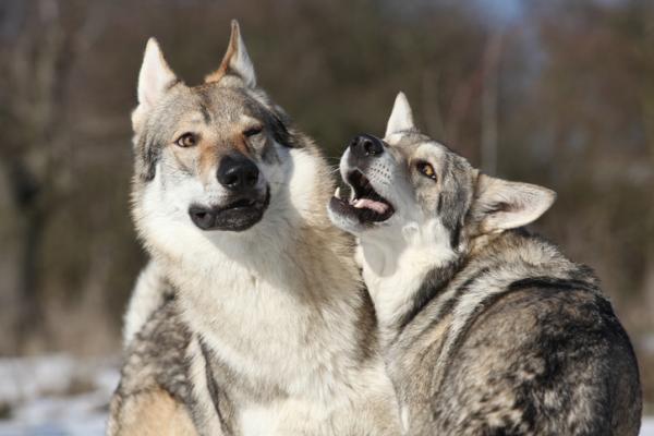 Tšekkoslovakian Wolfdog Care - Tšekkoslovakian Wolfdog -harjoitus