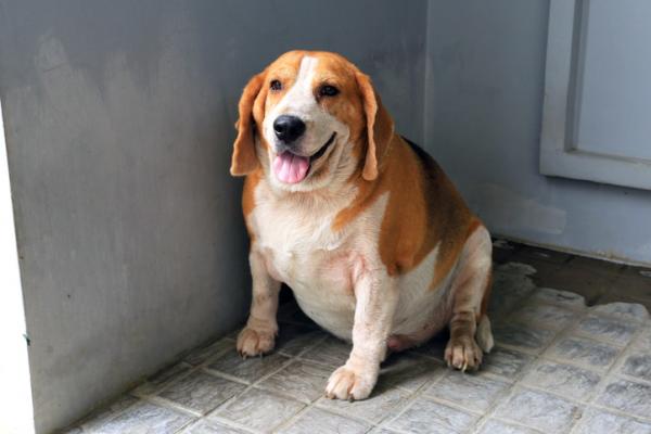 Kilpirauhasen vajaatoiminta koirilla - syyt, oireet ja hoito - kilpirauhasen vajaatoiminnan oireet koirilla