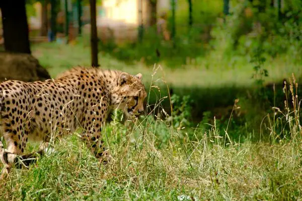 Kuinka nopeasti gepardi saavuttaa?  - Ne ovat yllättäviä jopa eläintieteilijöille