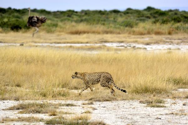 Kuinka nopeasti gepardi saavuttaa?  - Erilainen kuin muut kissat