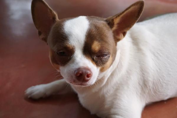 Miksi koira raapii silmiään niin paljon?  - Kutina koiran silmissä sidekalvotulehduksen vuoksi