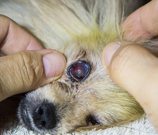 Miksi koira raapii silmiään niin paljon?  - Kutina koiran silmissä sarveiskalvon haavauman vuoksi