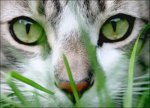 Homeopatia kissoille - mikä on homeopatia ja miten se voi auttaa kissaani?