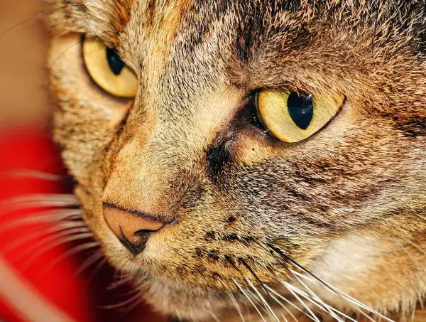 Homeopatia kissoille - Homeopaattiset lääkkeet kissoille