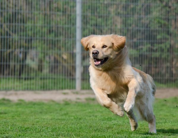 Vinkkejä koirani pakenemisen estämiseksi - Liikunnan ja harjoittelun tärkeys