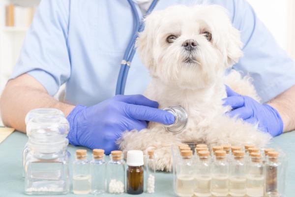 Homeopatia allergikoirille - Allergian diagnoosi koirilla