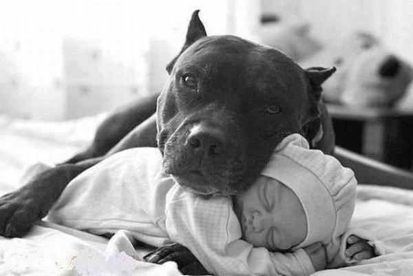 Vältä mustasukkaisuutta lasten ja koirien välillä - Vauvan ja koiran esittely