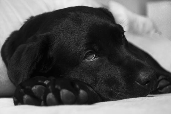 Homeopatia syöpää sairastaville koirille - Homeopatia syöpää sairastaville koirille
