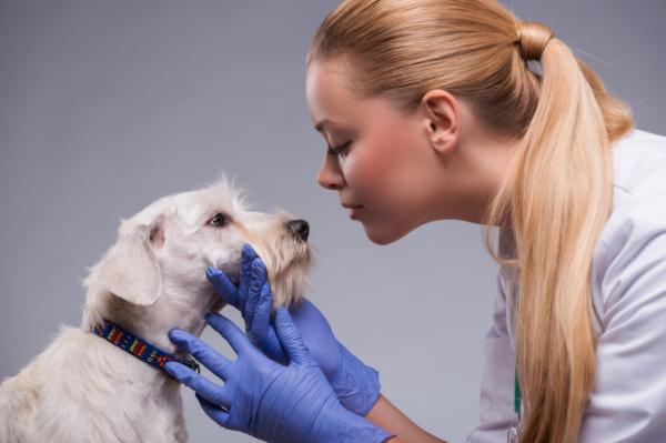 Homeopatia syöpään sairastaville koirille - homeopaattinen hoito VS perinteinen hoito