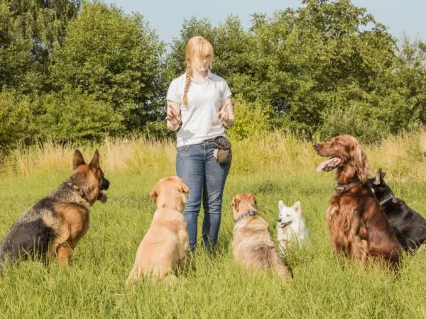 Kateelliset koirat - oireet ja mitä tehdä - mitä tehdä mustasukkaisille koirille?