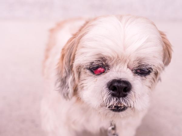 Miksi koiralla on punaiset silmät?  - Punaiset silmät koirilla - Tärkeimmät syyt