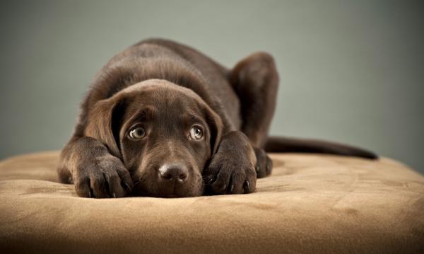 Homeopatia pelokkaille koirille - hätkähdys, pelko tai fobia