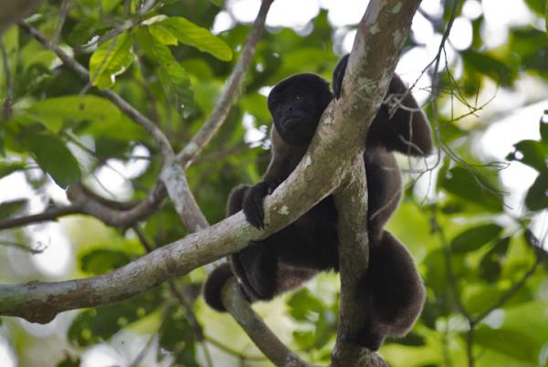 10 eläintä vaarassa kuolla sukupuuttoon Kolumbiassa - 5. Kolumbian villaapina