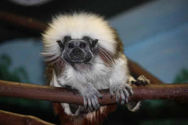 10 eläintä, jotka ovat vaarassa kuolla sukupuuttoon Kolumbiassa - 9. Valkopääinen marmosetti -apina