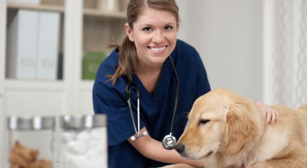 Homeopatia hermostuneille koirille - eläinlääkärin hoito ja ahdistus