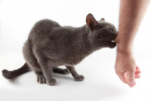 Vinkkejä kissan opettamiseen olemaan purematta - Miksi jotkut kissat purevat?