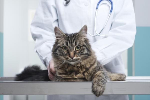 Kissan virtsankarkailu - syyt ja hoito - kissojen virtsankarkailun diagnoosi ja hoito