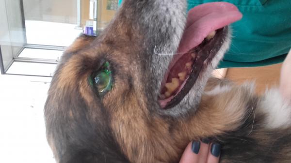 Sarveiskalvon haavauma koirilla - oireet ja hoito - Sarveiskalvon haavaumat koirilla