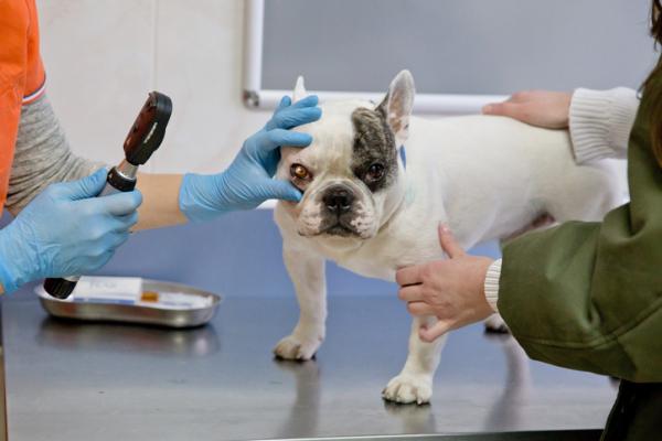 Sarveiskalvon haavauma koirilla - Oireet ja hoito - Sarveiskalvon haavaumien hoito koirilla