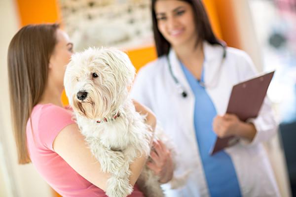 Virtsankarkailu koirilla - syyt ja hoito - kognitiivisen toimintahäiriön oireyhtymä